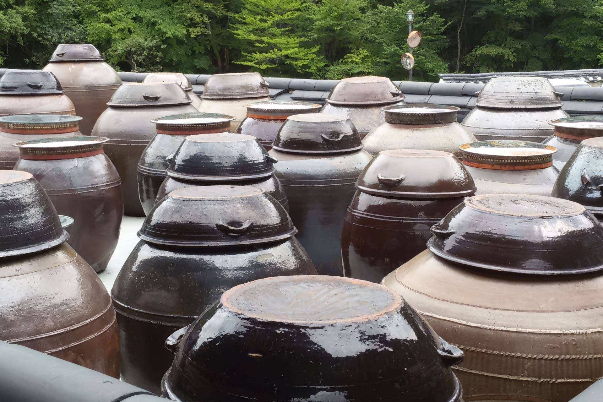 Traditional Korean onggi fermentation jars standing outdoors in a row