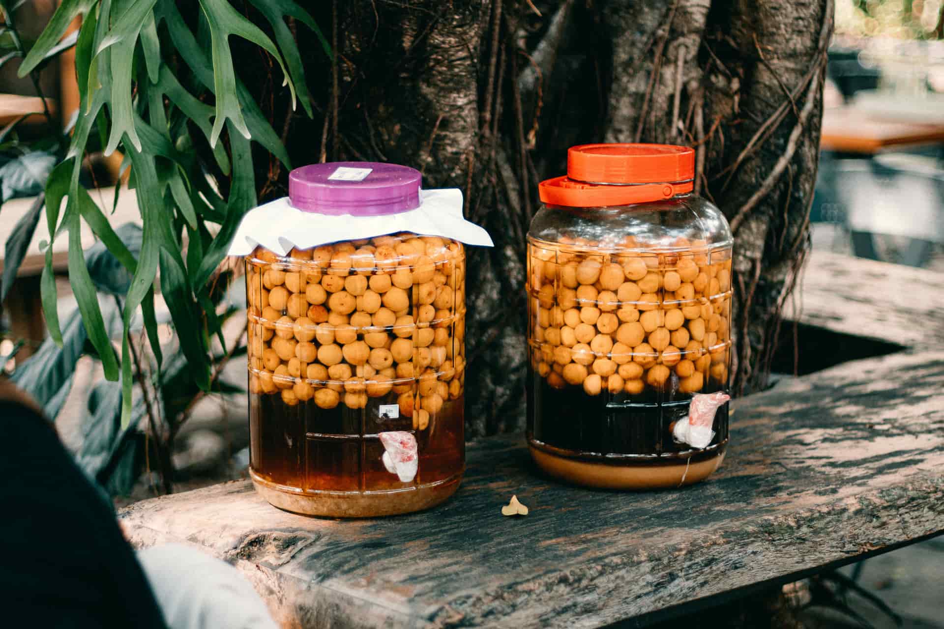 A pale culture mat floating on the surface of a jar of brewing tea