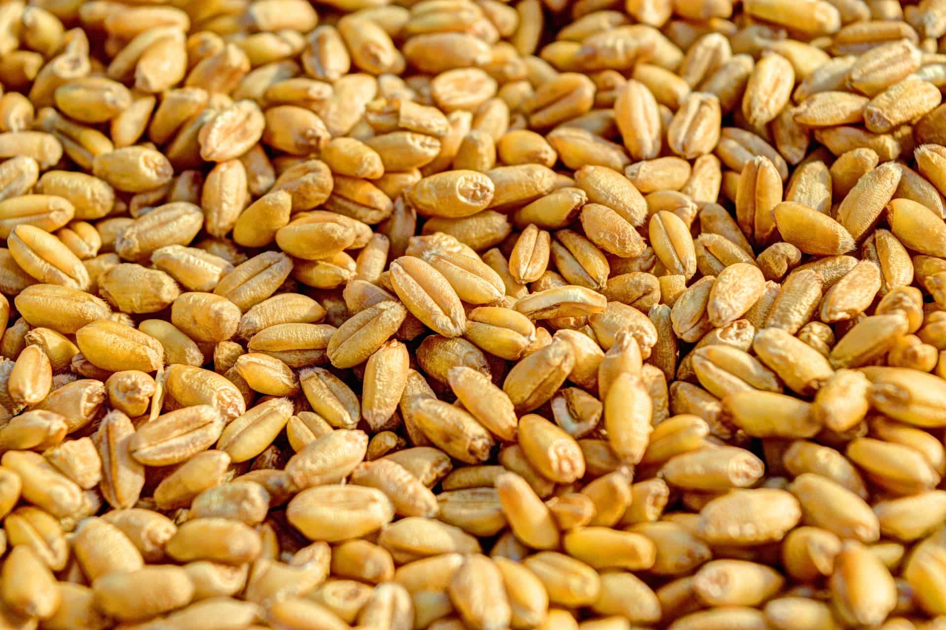 A close-up of whole golden wheat kernels